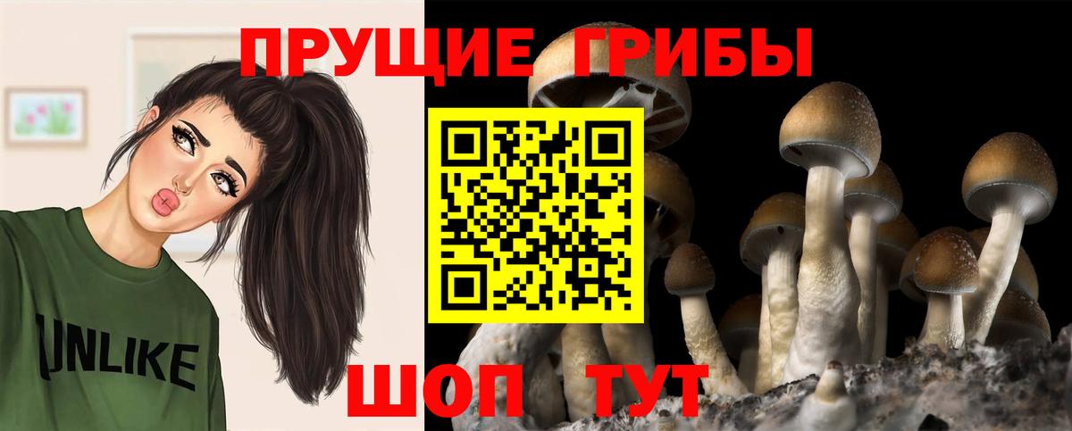 Псилоцибиновые грибы Psilocybe  Вход с VPN  Острогожск 